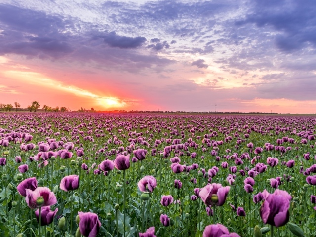 Поле фиолетовых маков под красивым небом на закате