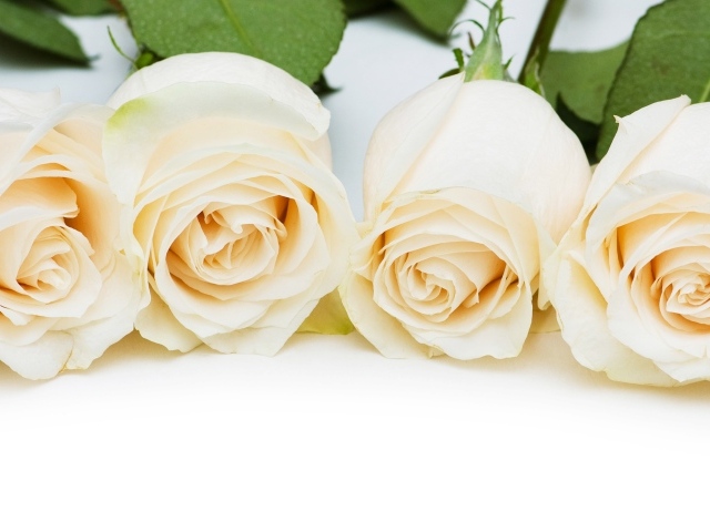 Четыре нежные белые розы на белом фоне