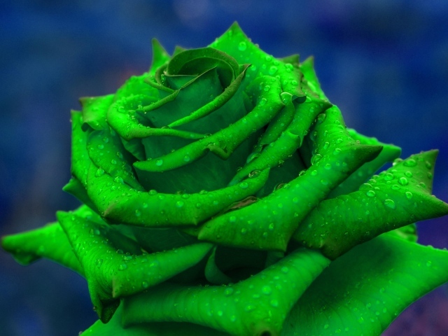 Зеленая роза  в каплях росы крупным планом