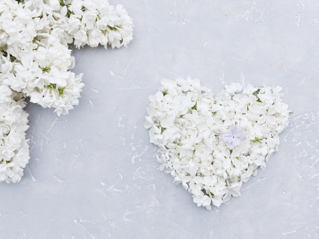 Сердце из цветов белой сирени на сером фоне
