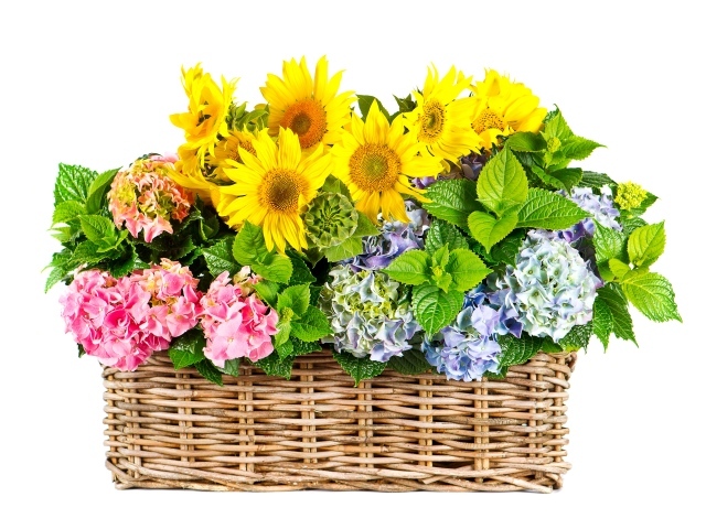Гортензии с подсолнухами в плетеной корзине на белом фоне