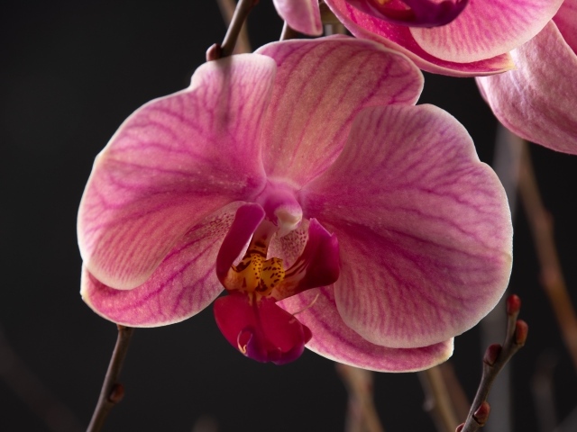 Большой розовый цветок орхидеи крупным планом