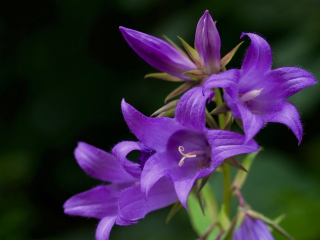 Сиреневые колокольчики крупным планом