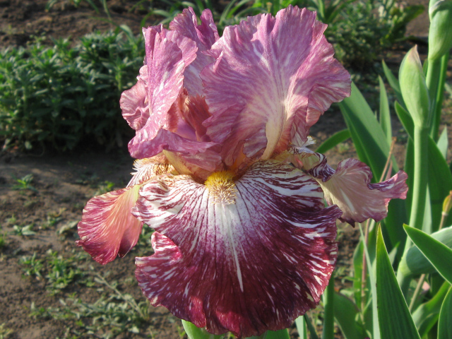 Сиреневый цветок ириса крупным планом