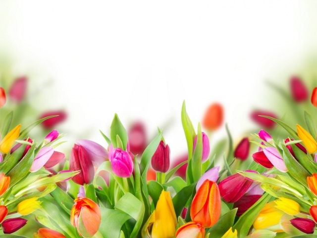 Много красивых разноцветных тюльпаном фон для открытки