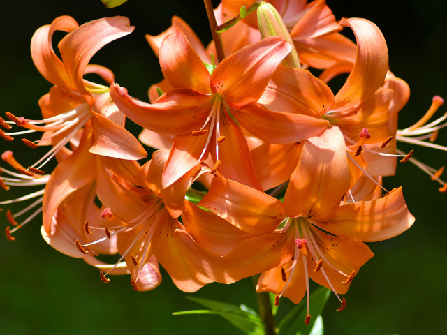 Много красивых оранжевых лилий в лучах солнца