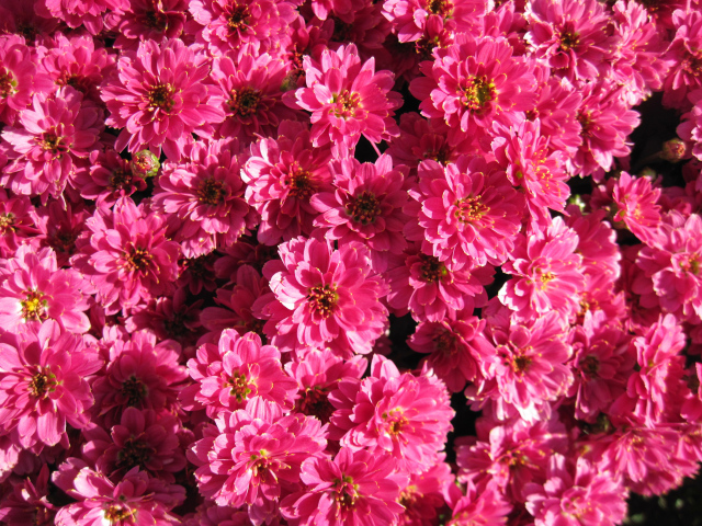 Много красивых нежных розовых хризантем крупным планом