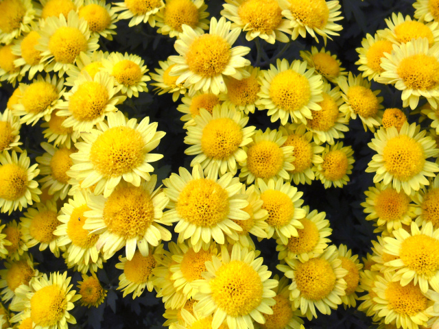 Много красивых желтых хризантем крупным планом