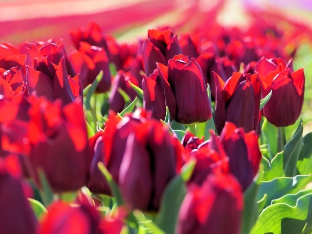 Много тюльпанов бордового цвета в лучах солнца