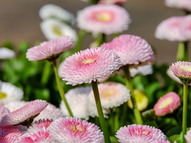 Много розовых маргариток на клумбе