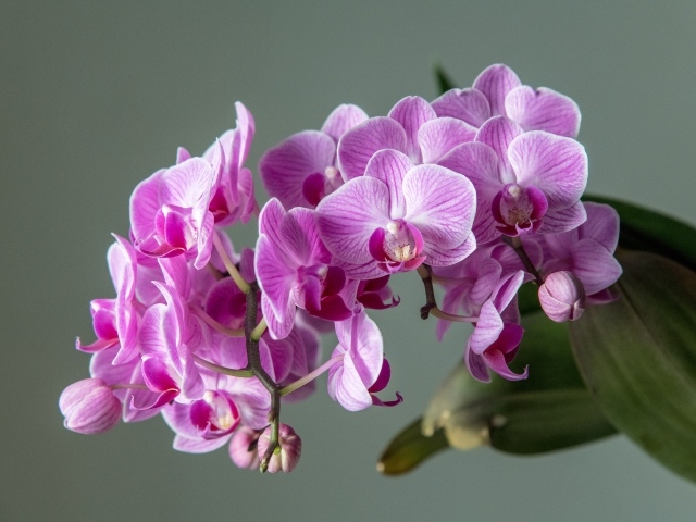 Много розовых цветов орхидеи на сером фоне