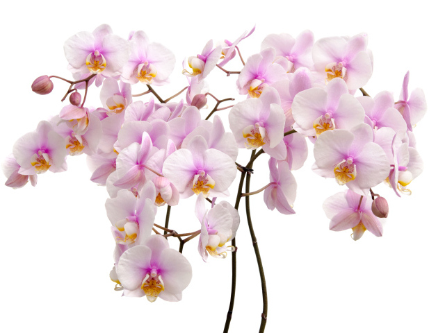 Много розовых цветов орхидеи на белом фоне крупным планом