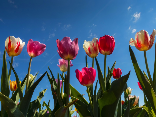 Разноцветные тюльпаны в лучах солнца под голубым небом