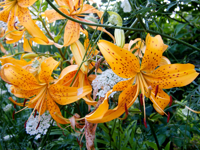 Оранжевые пятнистые тигровые лилии на клумбе