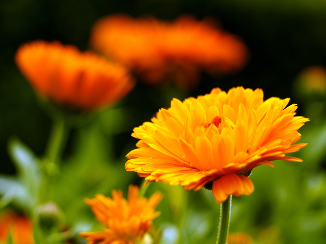 Оранжевый красивый цветок календулы крупным планом