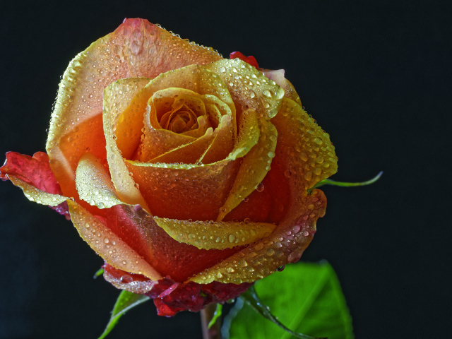 Оранжевая роза в каплях росы на черном фоне