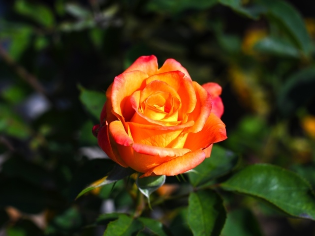 Оранжевая роза с зелеными листьями крупным планом