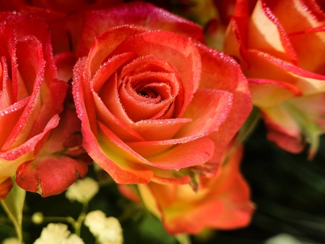 Оранжевые розы с росой на лепестках крупным планом