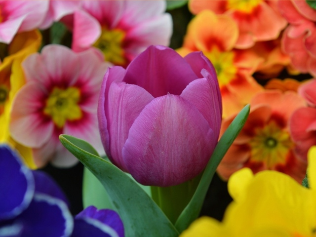 Цветок розового тюльпана среди цветок примулы