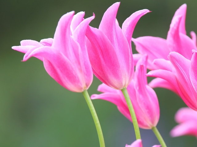Розовые красивые весенние тюльпаны 