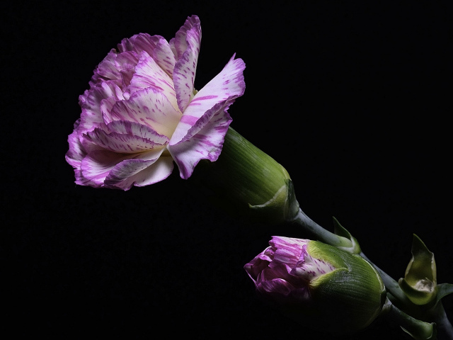 Розовая гвоздика с бутоном на черном фоне