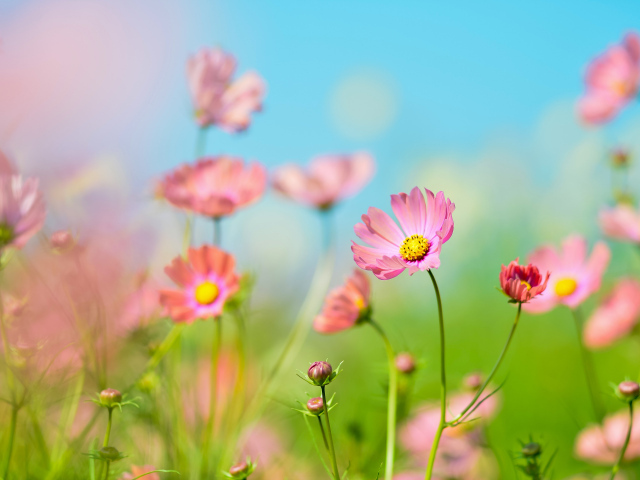 Розовые цветы космея под голубым небом летом