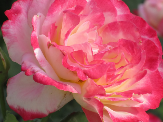 Розовый нежный цветок розы крупным планом