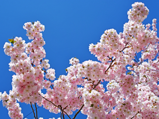 Розовые цветы на ветках дерева на фоне голубого неба весной