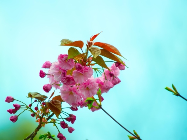 Розовые цветы с зелеными листьями на ветке на голубом фоне