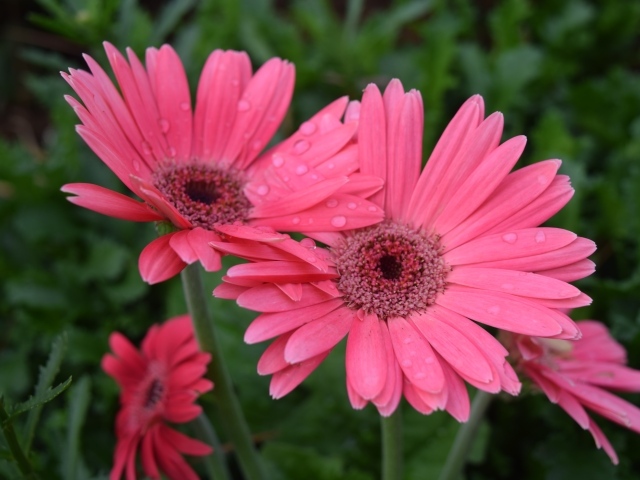 Розовые герберы с каплями воды на лепестках 