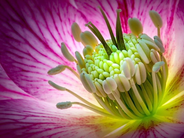 Розовый цветок морозник крупным планом