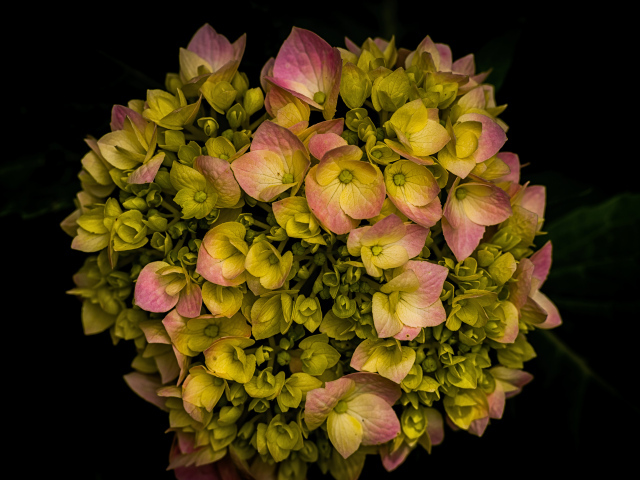 Розовый цветок гортензии распускается на черном фоне