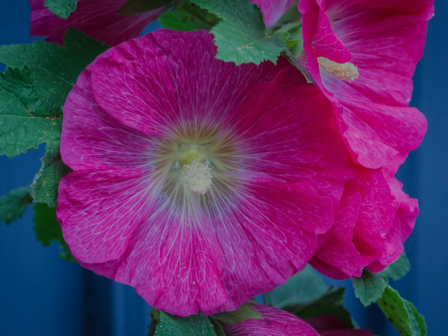 Розовые цветы мальвы с зелеными листьями крупным планом