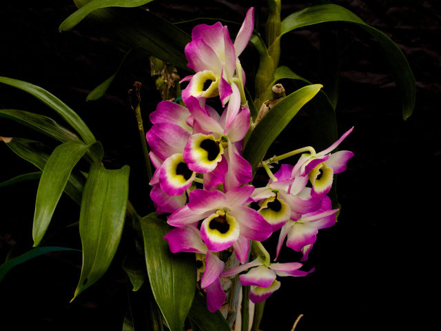 Розовые цветы орхидеи с зелеными листьями на черном фоне