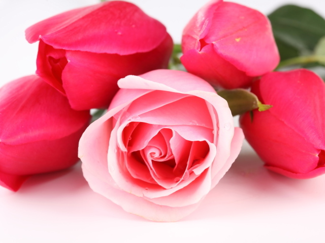 Розовый цветок розы с тюльпанами крупным планом