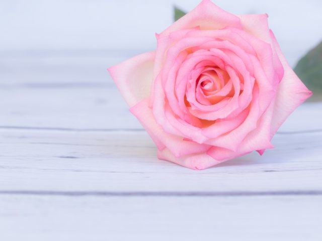 Розовая роза лежит на деревянном столе