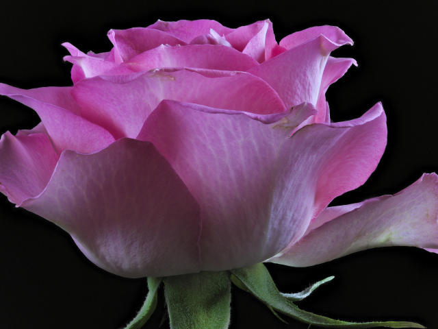 Розовая роза с нежными лепестками на черном фоне