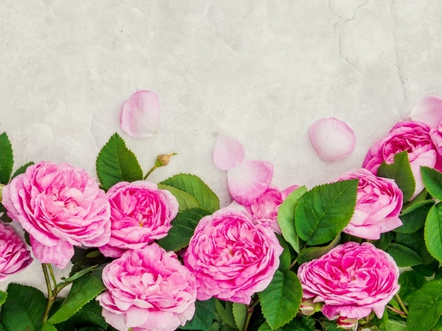 Розовые розы с лепестками на сером фоне