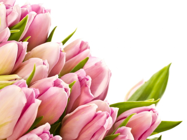 Розовые тюльпаны с зелеными листьями на белом фоне 