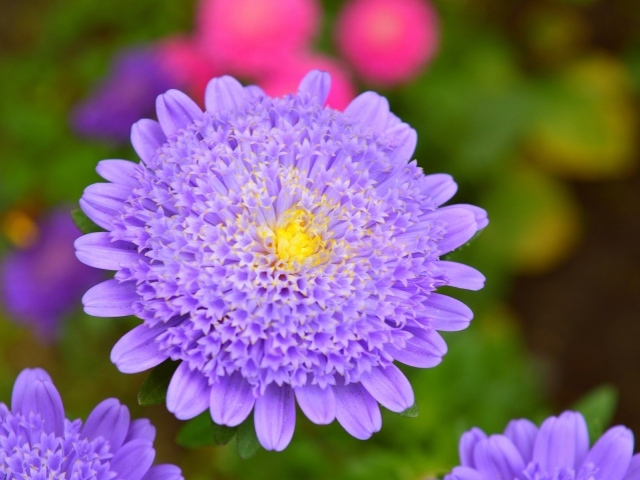 Фиолетовый цветок астры крупным планом