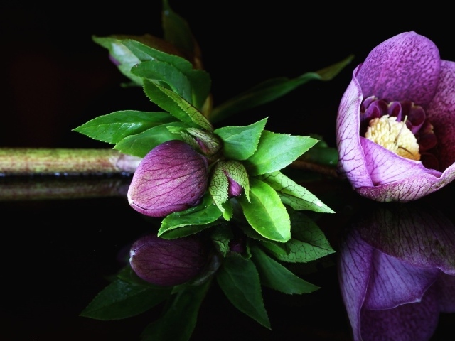Фиолетовый цветок морозник на черном фоне