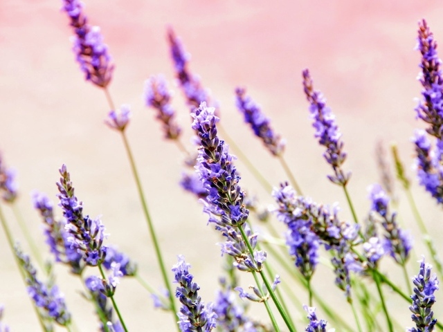 Фиолетовые цветы лаванды крупным планом