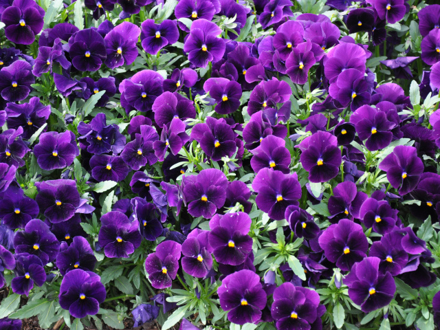 Фиолетовые маленькие цветы анютины глазки 