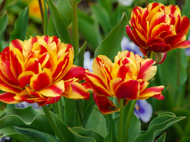 Красные с желтым цветы тюльпаны на клумбе