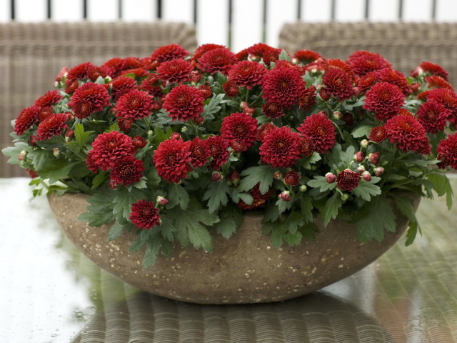 Красные красивые цветы хризантемы на клумбе