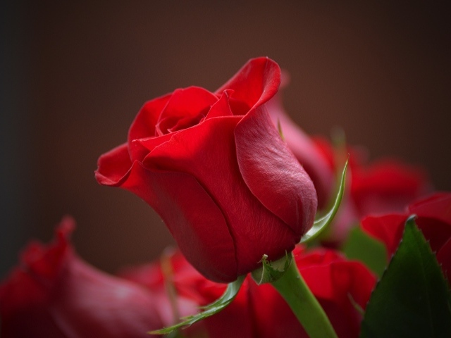 Красная английская роза крупным планом