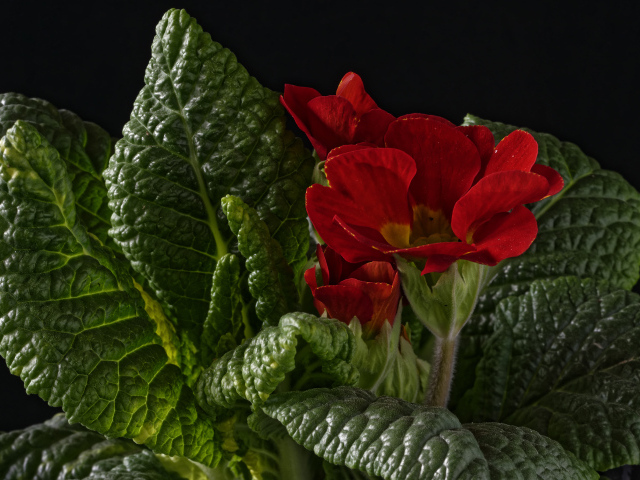 Красный цветок примулы в зеленых листьях на черном фоне