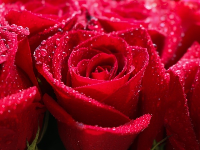 Бутоны красной розы в каплях росы крупным планом