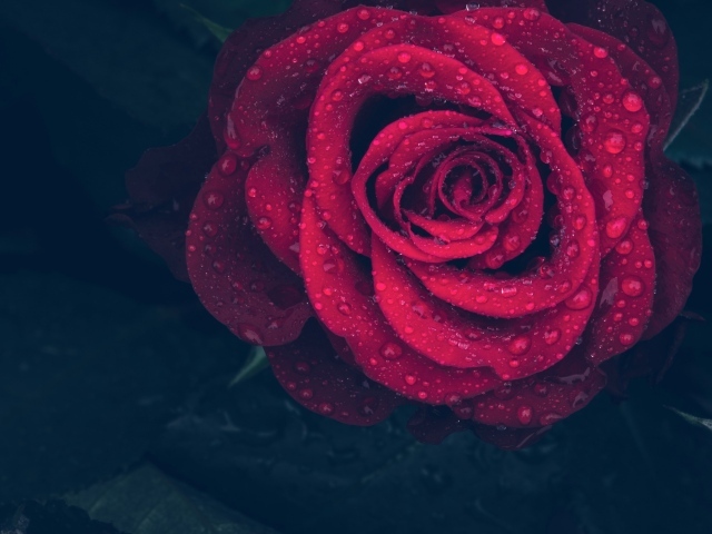 Красная роза в каплях воды на лепестках 