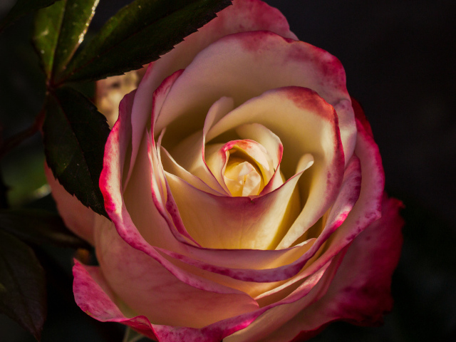 Роза с нежными бело-розовыми лепестками крупным планом